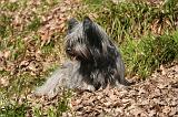 SKYE TERRIER 081